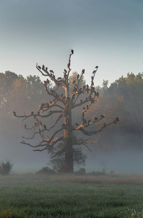 Vulture Tree 2 Photograph by Deborah M