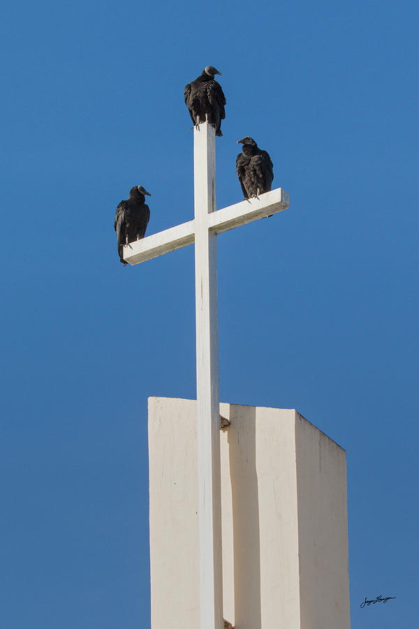 Vulture Trio Photograph by Jurgen Lorenzen