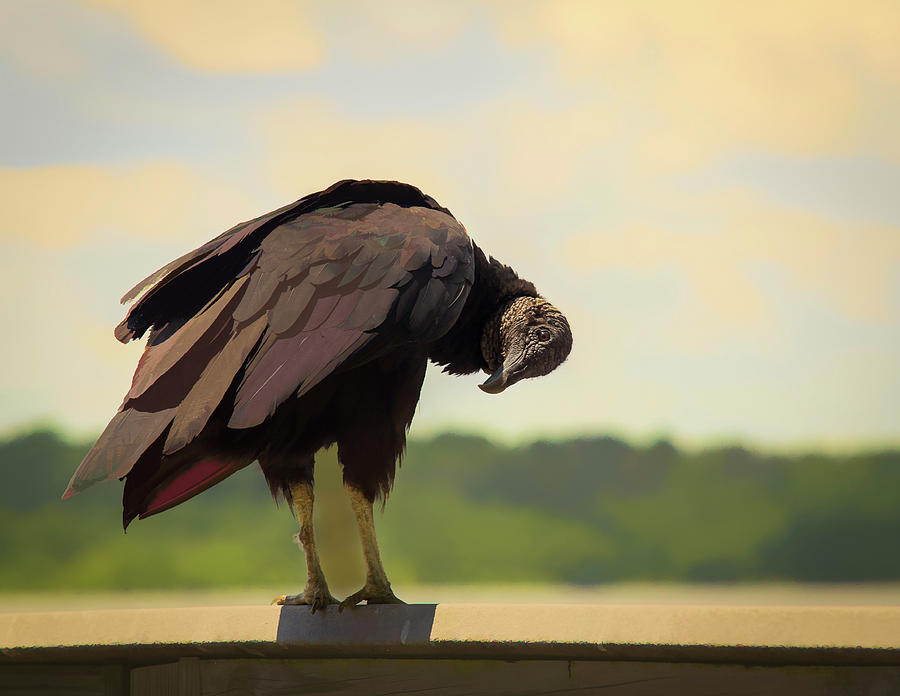 Vulture Watching Me Photograph by Wade Brooks