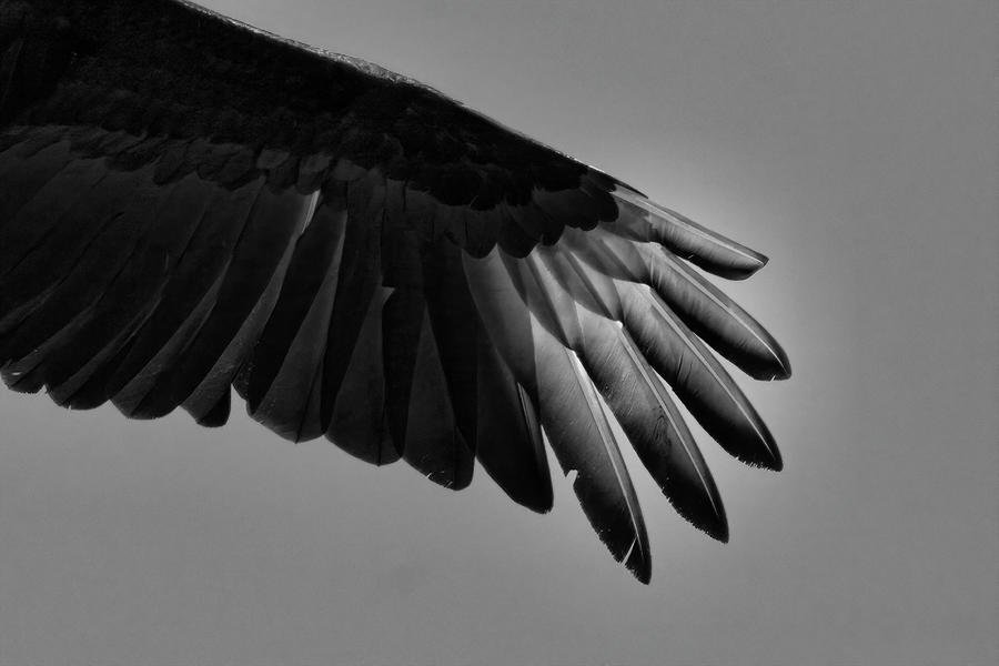 Vulture Wing Photograph by Robert Wilder Jr