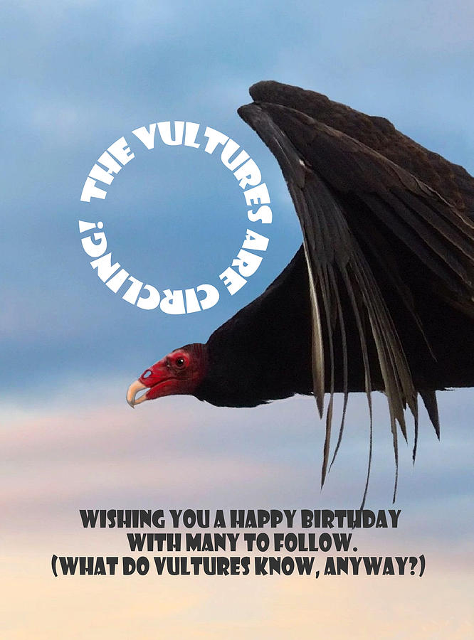 Vultures are Circling Mixed Media by Judy Cuddehe