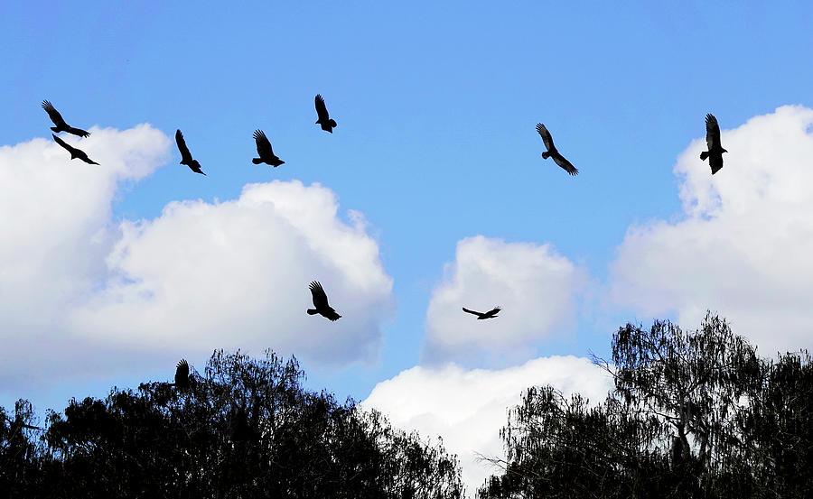Vultures Flying Photograph by Marilyn Hunt