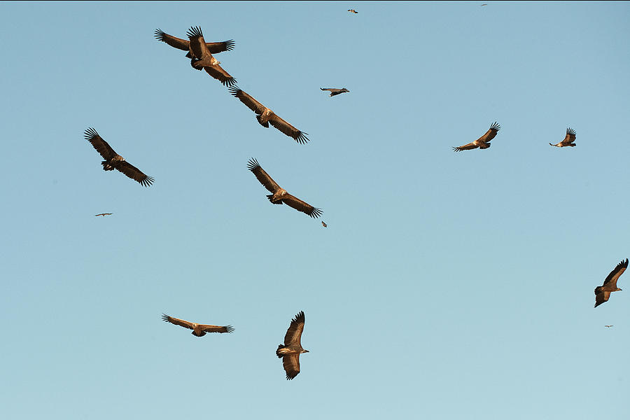 Vultures in flight Photograph by Hira Punjabi - Pixels