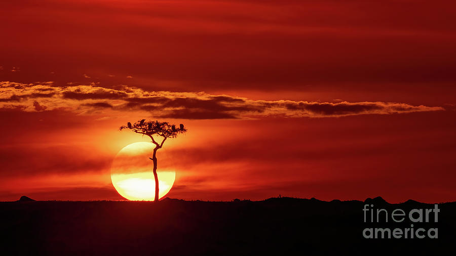 Vultures in silhouette perched in a tree against the setting sun. Red sky sunset in the Masai Mara, Kenya Photograph by Jane Rix