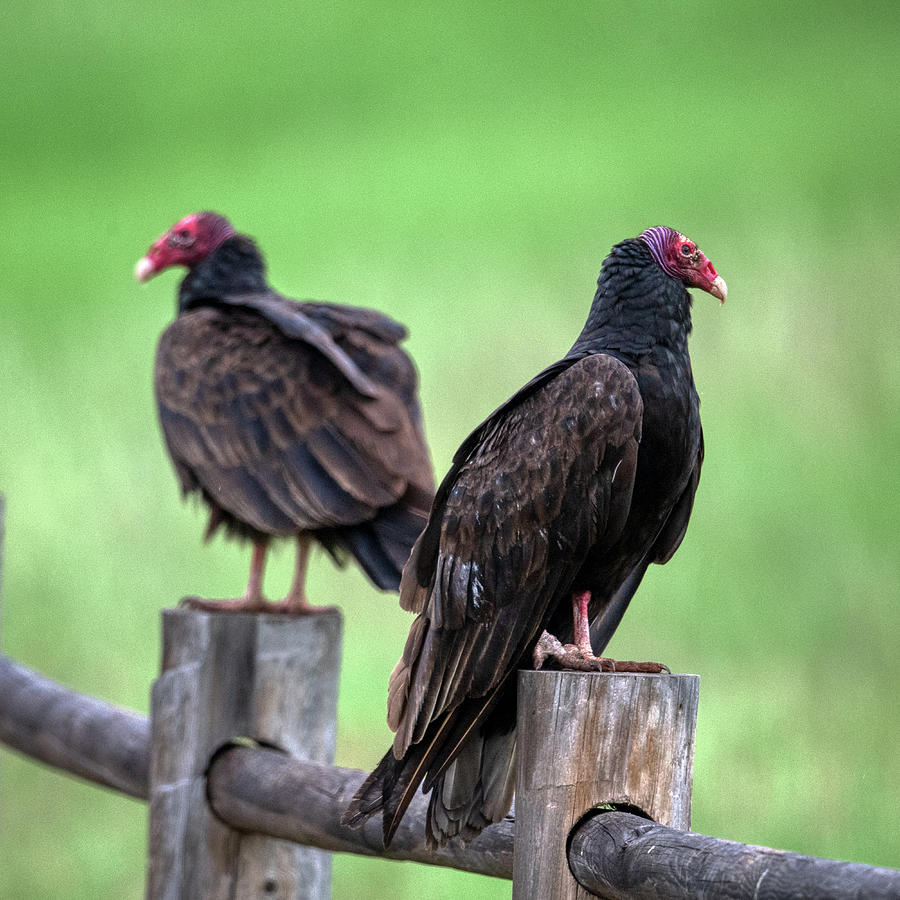 Vultures Photograph by Paul Freidlund