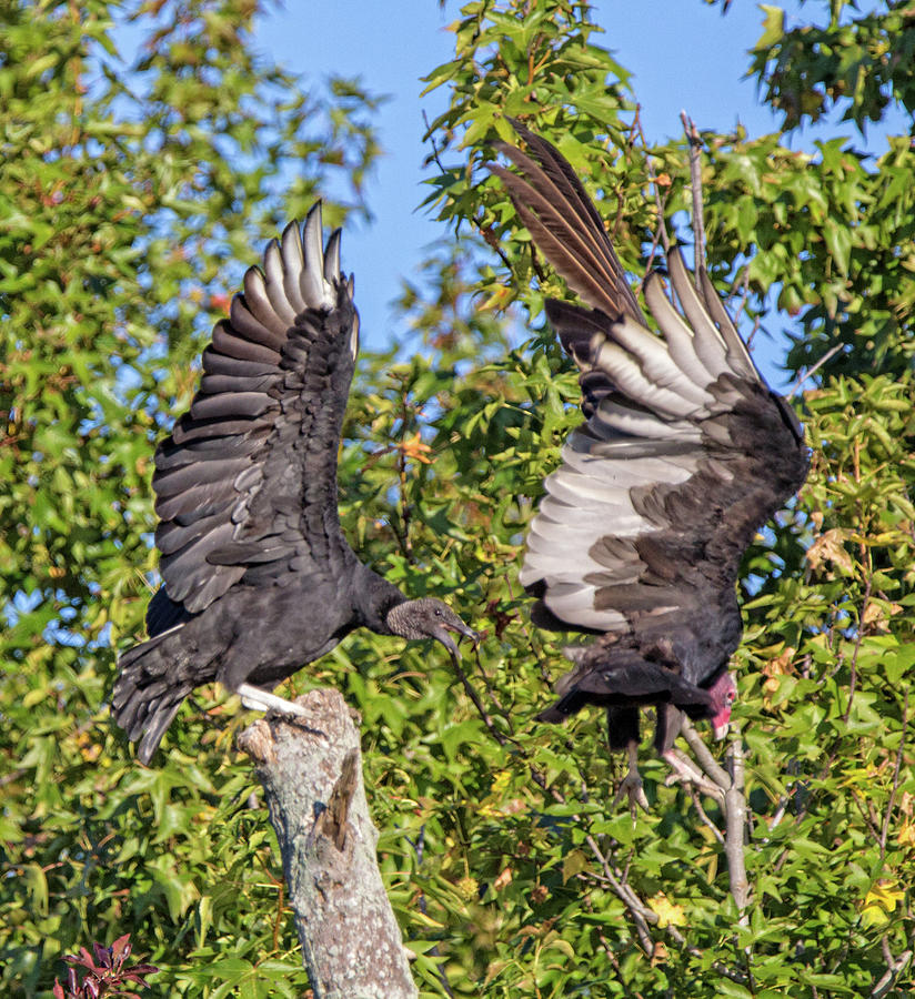 Vultures Photograph by Robert Pilkington