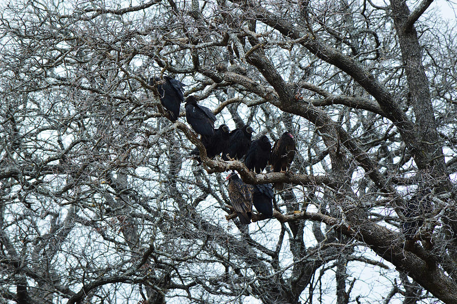 Vultures Sharing a Branch on a Cold Day Photograph by Gaby Ethington