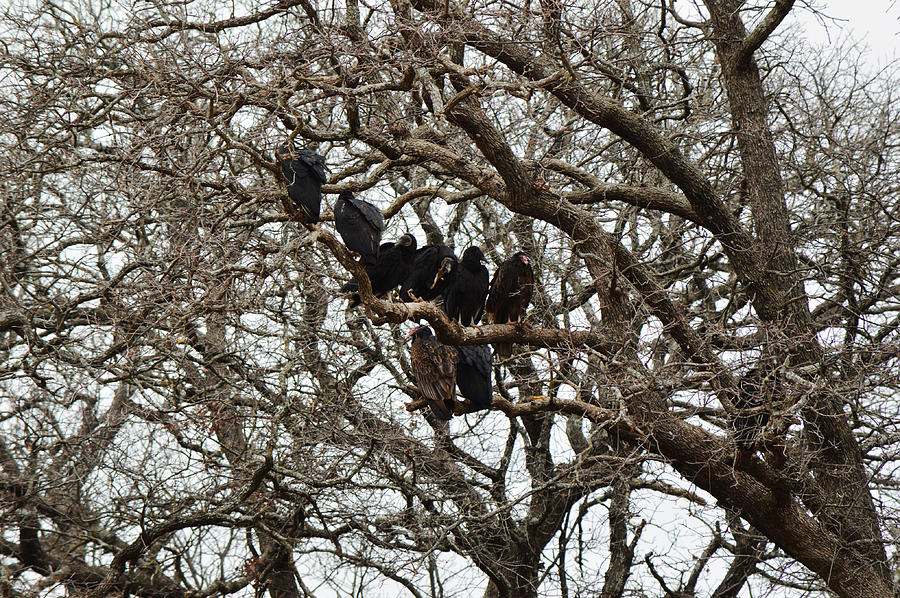 Vultures Sharing Space on a Cold Day Photograph by Gaby Ethington