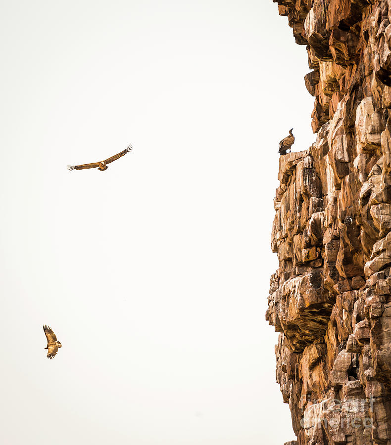 Vultures Soaring Photograph by THP Creative