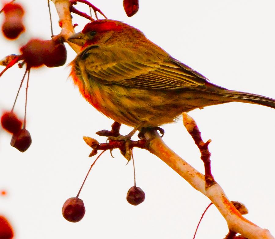 VV 12-31-2022 Last Sunset Of The Year 2022 House Finches Jets 4 ...