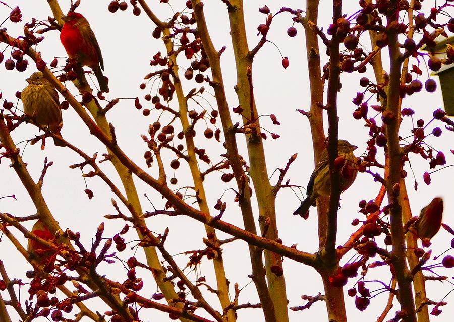 VV 12-31-2022 Last Sunset Of The Year House Finches Jets 14 Photograph ...