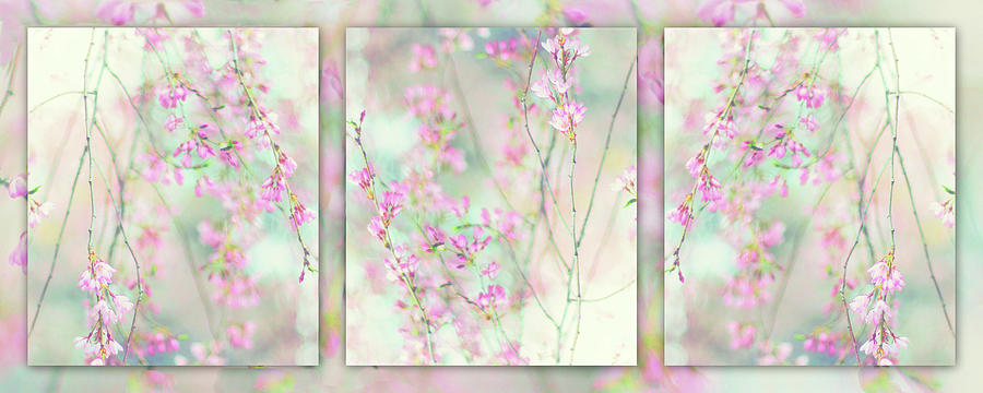 Cherry Blossom Triptych Collage Photograph by Jessica Jenney