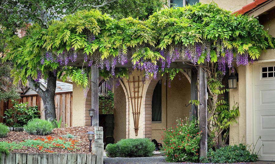 W is for Wisteria Photograph by David A Litman