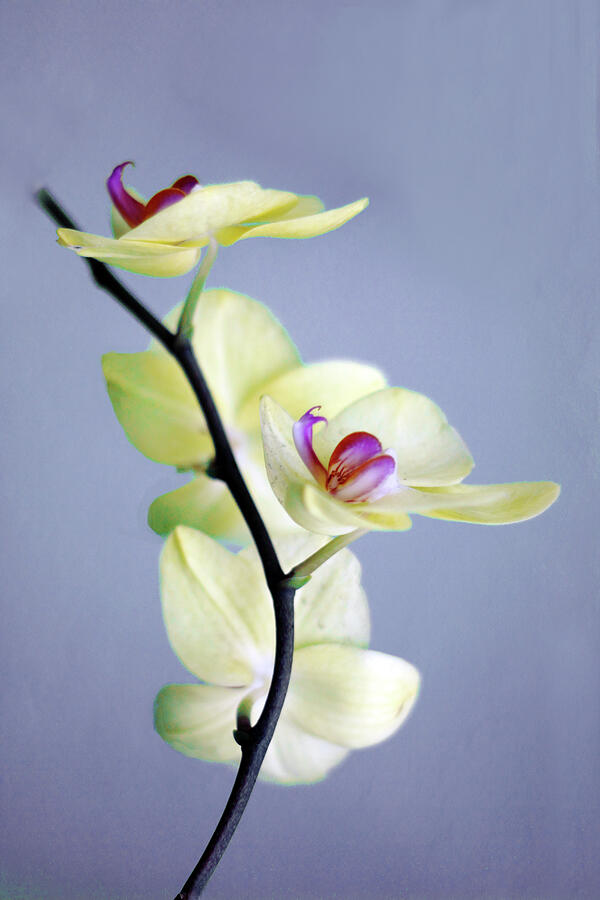 Orchid Photograph - Orchid Elegance by Jessica Jenney