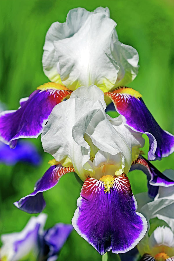 Wabash Iris Photograph by Debbie Oppermann