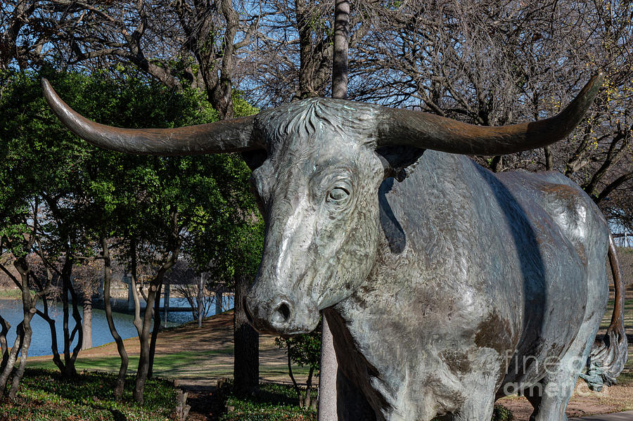 Architecture Photograph - Waco Longhorn Statue by Bob Phillips