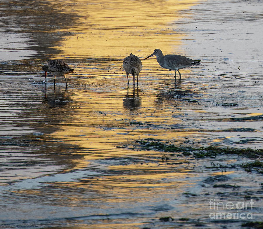 Willet Photograph - Wadders feeding  Z1A0182 by Stephen Parker