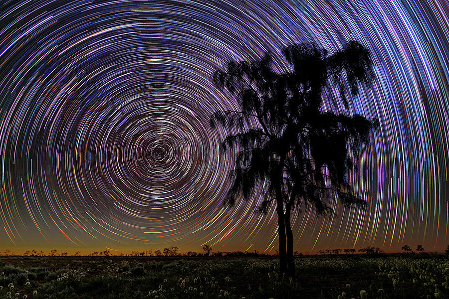 waddi tree near boulia star trails faaDSC_4754 Photograph by Stephen ...