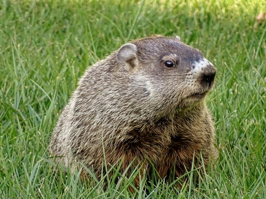 Waddles the Woodchuck Photograph by Susan Sam - Fine Art America