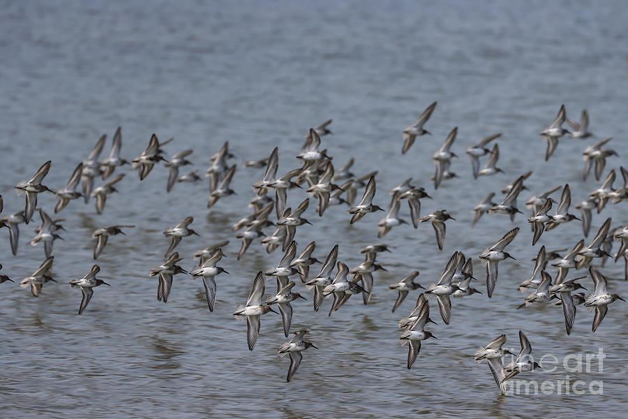 Waders Photograph - Waders in Flight by Eva Lechner