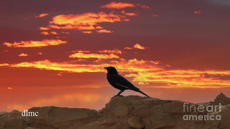 Wadi Rum Bird Photograph by Donna L Munro