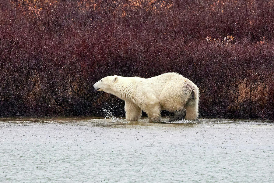 Wading Bear 2 Photograph by David and Patricia Beebe