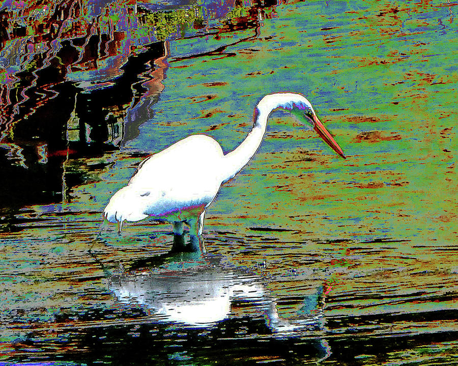 Wading Egret Photograph by Andrew Lawrence
