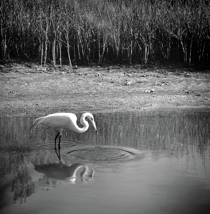 Wading Egret In Bald Point State Park Photograph