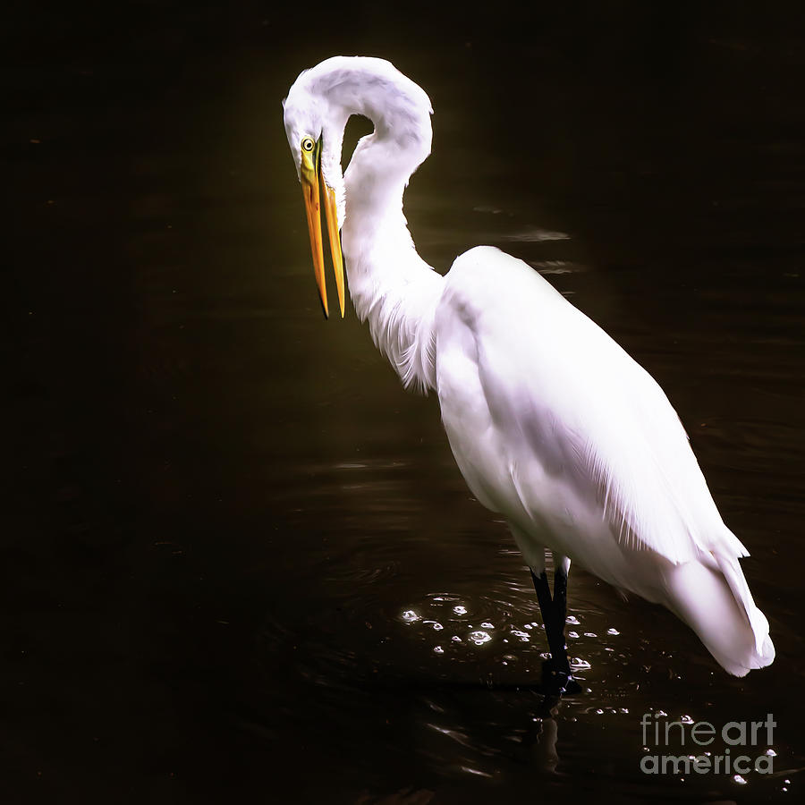 Wading Egret Photograph by Neala McCarten