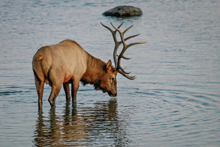 Wading Elk Photograph by Ed Stokes