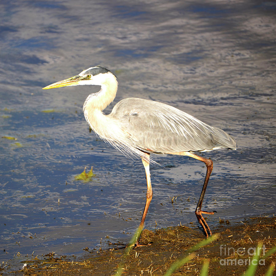 Wading for a Meal Photograph by Denise Bruchman - Pixels