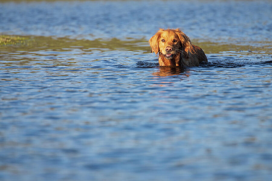 Wading Golden Photograph by Mike Lee