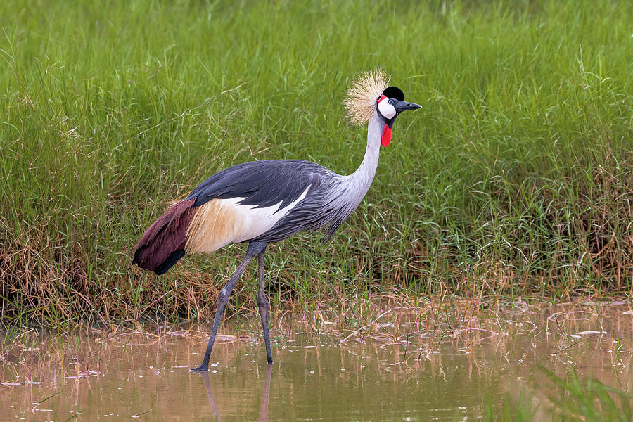 Wading Gray Crowned Crane Photograph by Eric Albright - Pixels