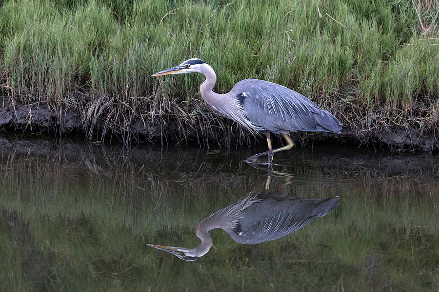 Wading Great Blue Heron - Ardea herodias - Photograph by Michael Russell