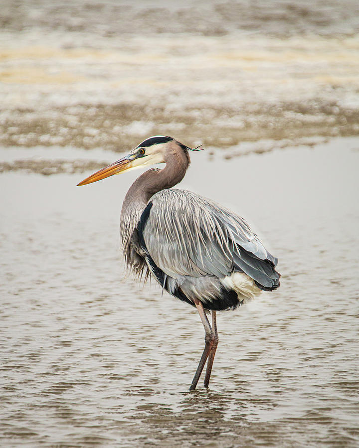 Wading Great Blue Heron Photograph by Kristia Adams