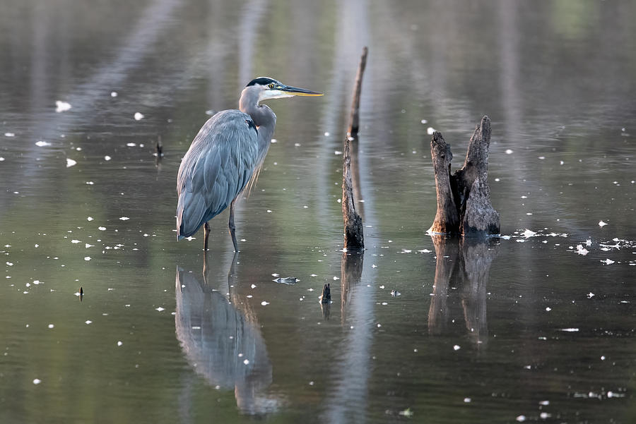 Wading Heron and Feathers Photograph by James Barber