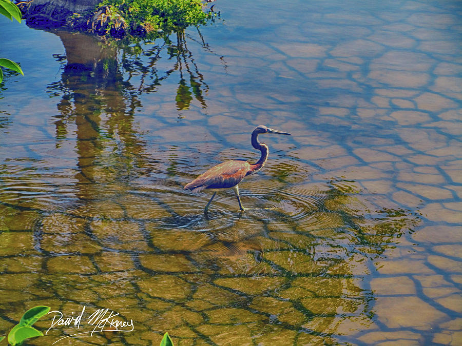 Bird Photograph - Wading Heron Color by David McKinney