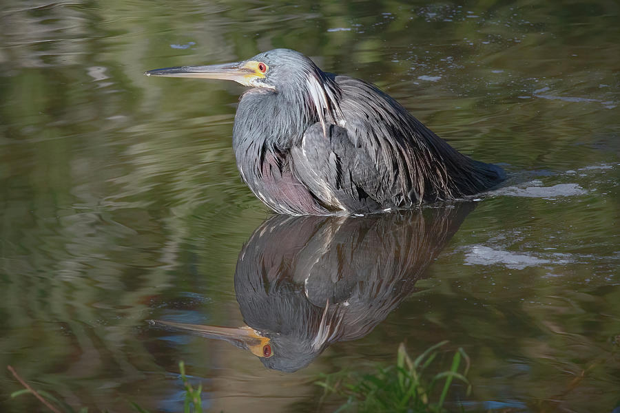Wading Heron Reflection Photograph by Teresa Wilson