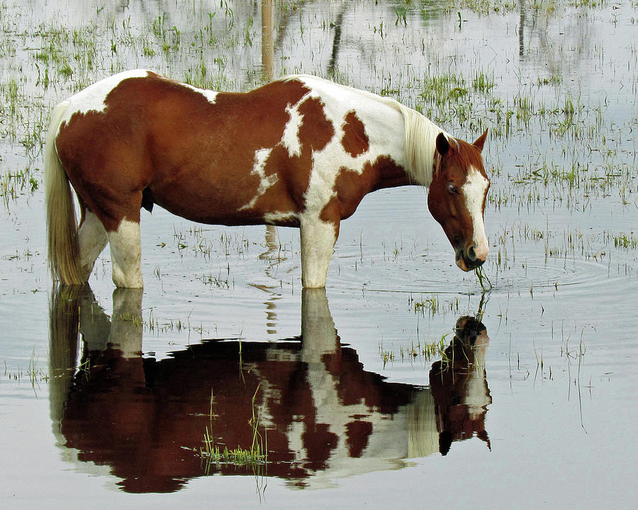 Wading horse Photograph by Bob McDonnell