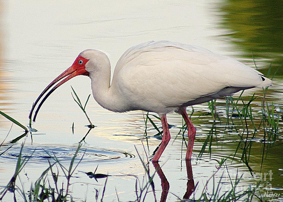 Wading Ibis Photograph by Hilda Wagner