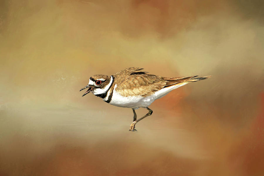 Wading Killdeer Photograph by Donna Kennedy