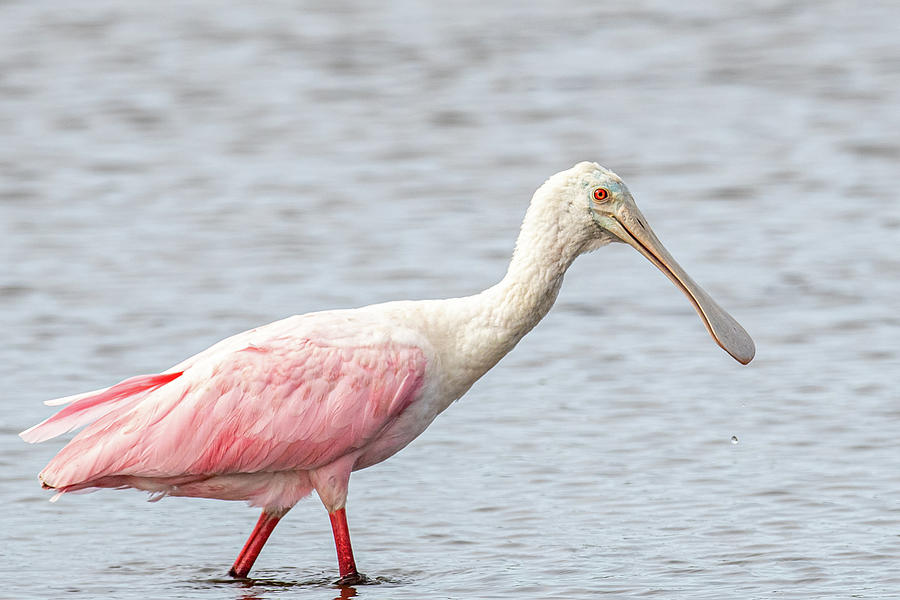 Wading Spoonbill Photograph by Paul Freidlund
