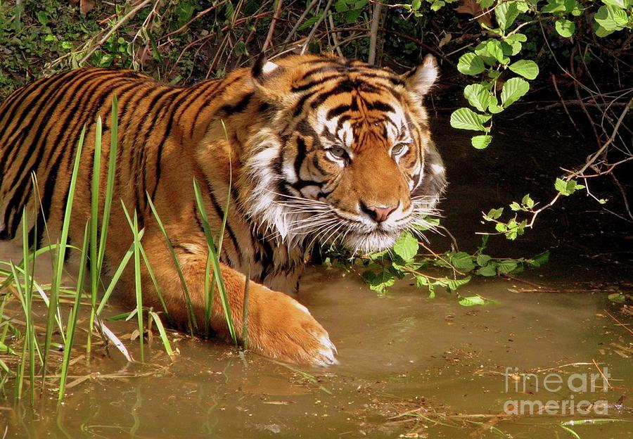 Wading Tiger Photograph by Fearless Fox - Fine Art America