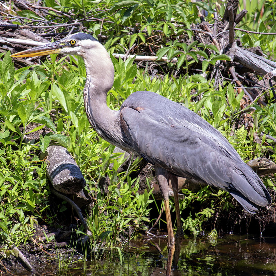 Wading Photograph by Tim Dusenberry - Fine Art America