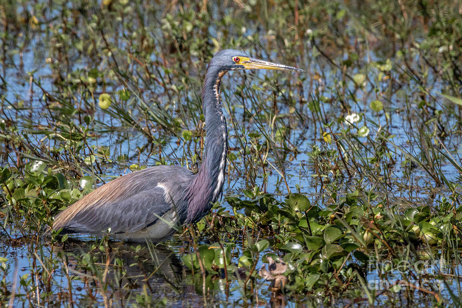 Wading Tricolor Photograph By Tom Claud - Fine Art America