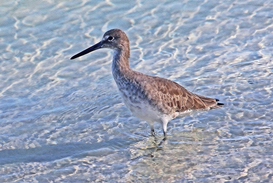 Wading Willet Photograph by HH Photography of Florida