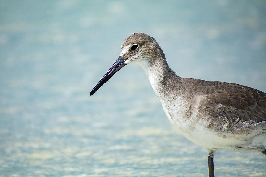 Wading Willet Photograph by Mary Ann Artz