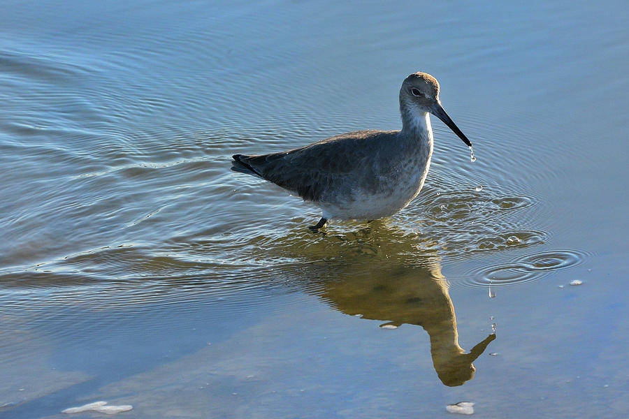 Wading Willet Warily Watches Water Photograph by Jerry Griffin