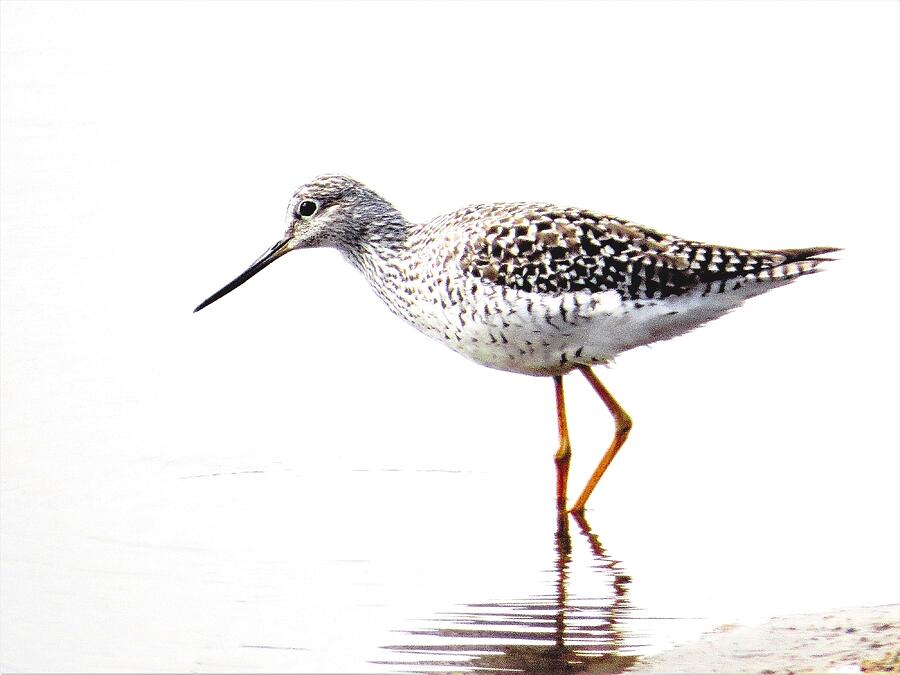 Wading Yellow Legs  Photograph by Lori Frisch