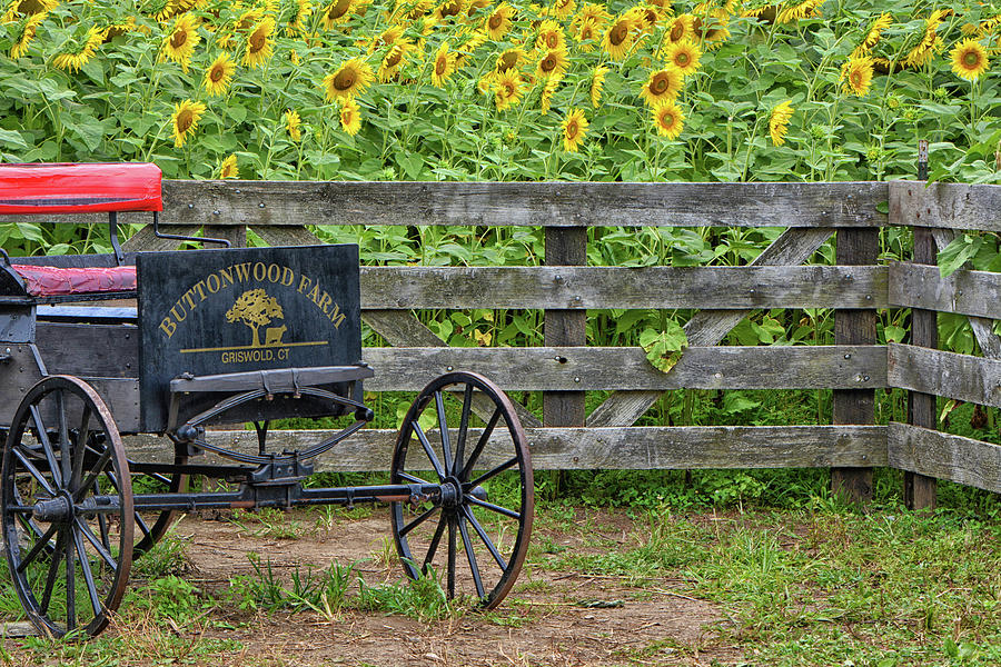 Wagon at Buttonwood Farm Photograph by Mike Martin